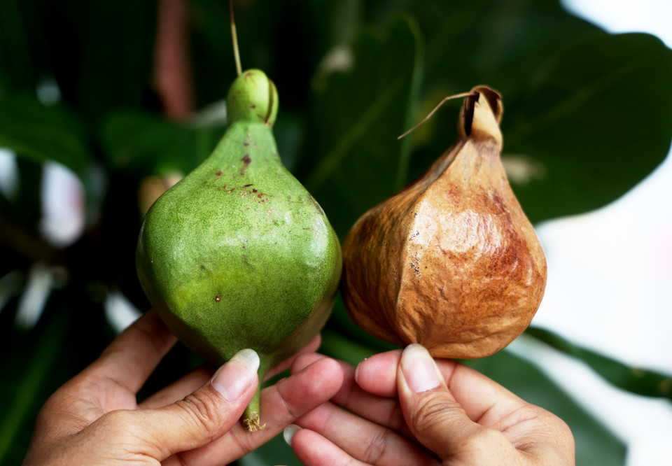 滨玉蕊的果实像陀螺形，外果皮薄，外面有腺。图自 越通社