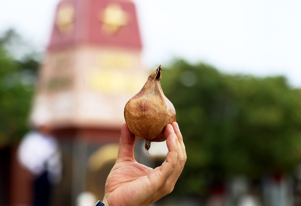 滨玉蕊的干果是长沙富有特色的礼物。图自 越通社