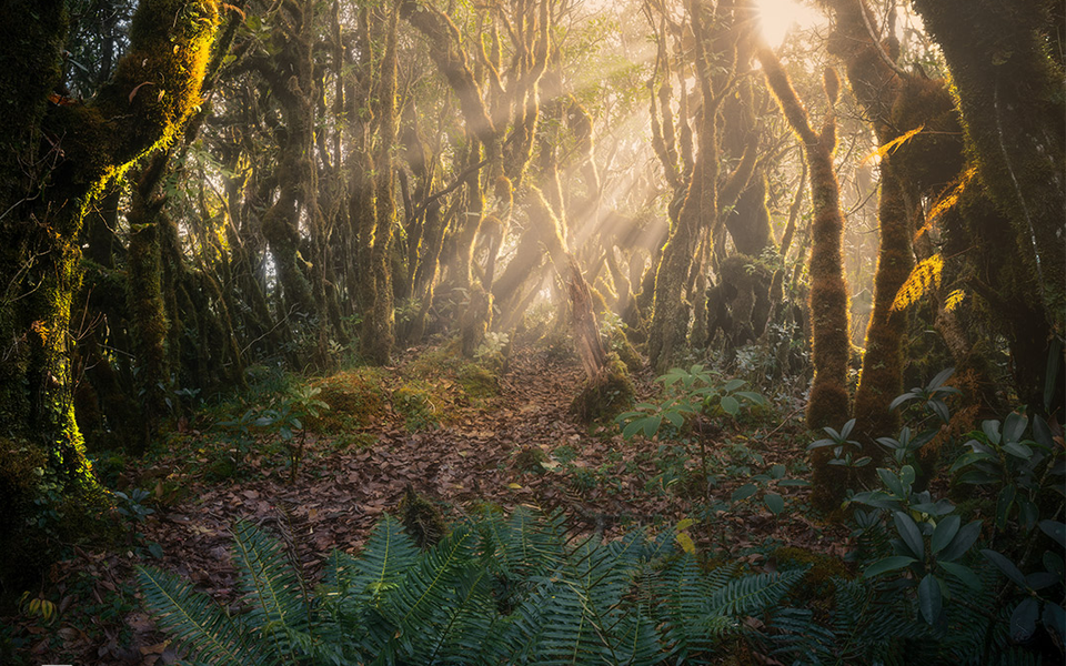 犹如童话世界的斜处林迎来阳光。图自vnexpress.net 摄影家陈文灵摄