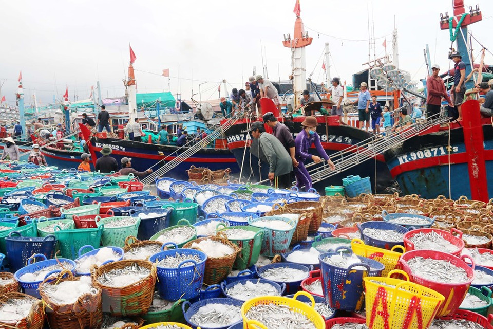 小船停靠在顺南县卡纳港口，将鱼运送上岸。越通社记者 公署 摄