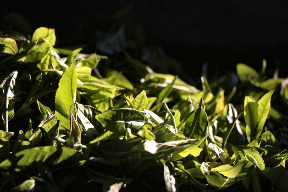 山雪茶采用传统手工烧制方法。图自 越通社
