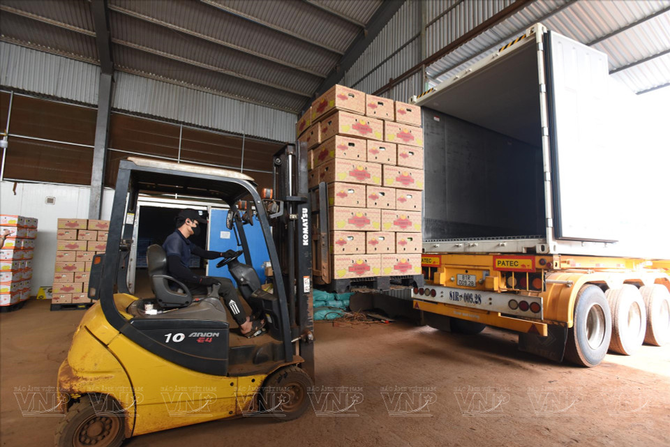 兴山高科技农业股份公司正在准备向中国出口香蕉。图自《越南画报》