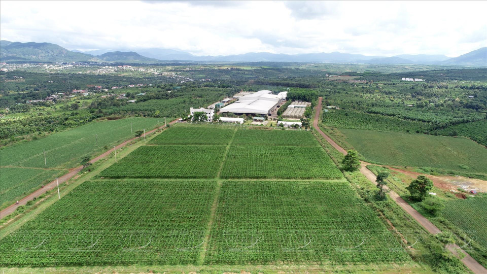 Doveco嘉莱果蔬加工中心位于嘉莱省芒阳区的原料区中心。图自越通社/《越南画报》