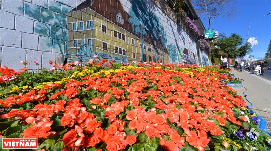 美轮美奂，令人陶醉的“万花之城”大叻。越通社记者 清和 摄