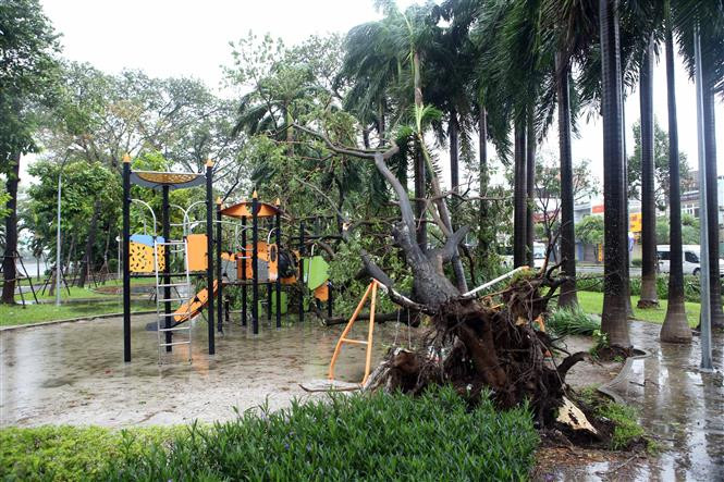 儿童娱乐场所的树木连根拔起。越通社记者 陈黎林 摄