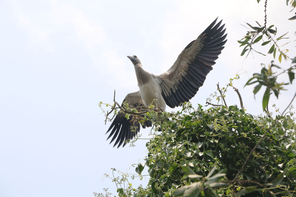一只成年钳嘴鹳。（图片来源：越通社）