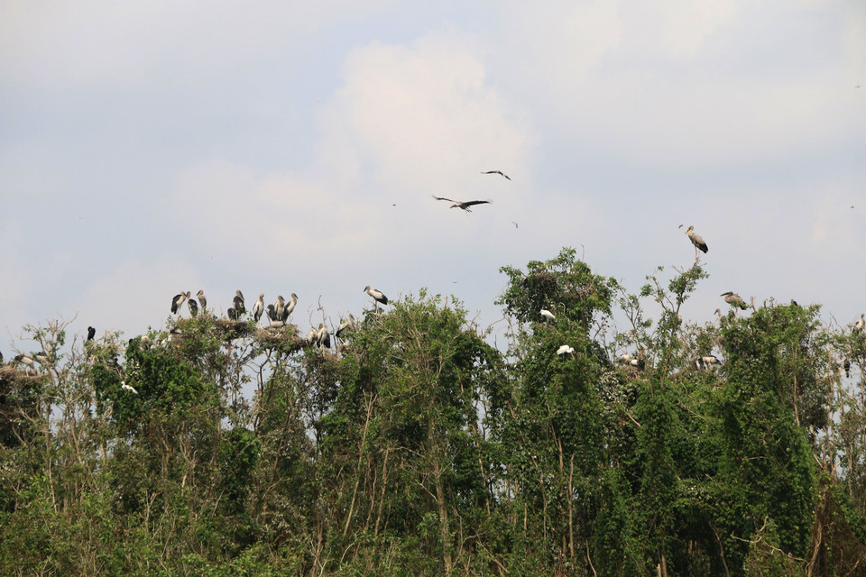 钳嘴鹳又名亚洲钳嘴鹳、亚洲开嘴鹳，是一种生活在东南亚热带地区的鸟类。（图片来源：越通社）