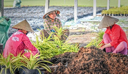 将观赏植物移植到花盆中（图片来源：越南《人民军队报》）