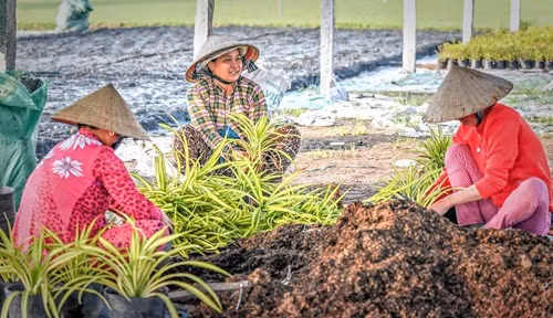 将观赏植物移植到花盆中（图片来源：越南《人民军队报》）
