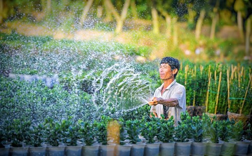 从早晨开始，种花的村民已下田养护花卉（图片来源：越南《人民军队报》）