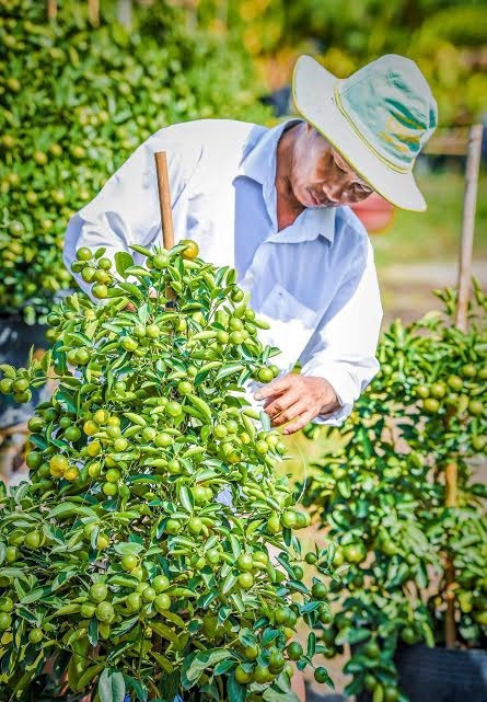 村民对花卉进行整枝修剪（图片来源：越南《人民军队报》）