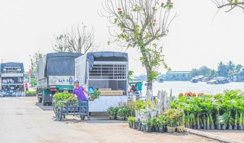 将花卉装到车上，运送到全国各地进行销售（图片来源：越南《人民军队报》）