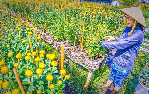 村民对花卉进行整枝修剪（图片来源：越南《人民军队报》）