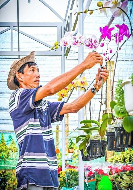 照顾蝴蝶兰（图片来源：越南《人民军队报》）