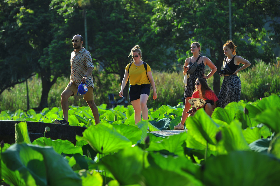 每年夏天的莲花季节让游客对碧洞流连忘返。越通社记者明德 摄