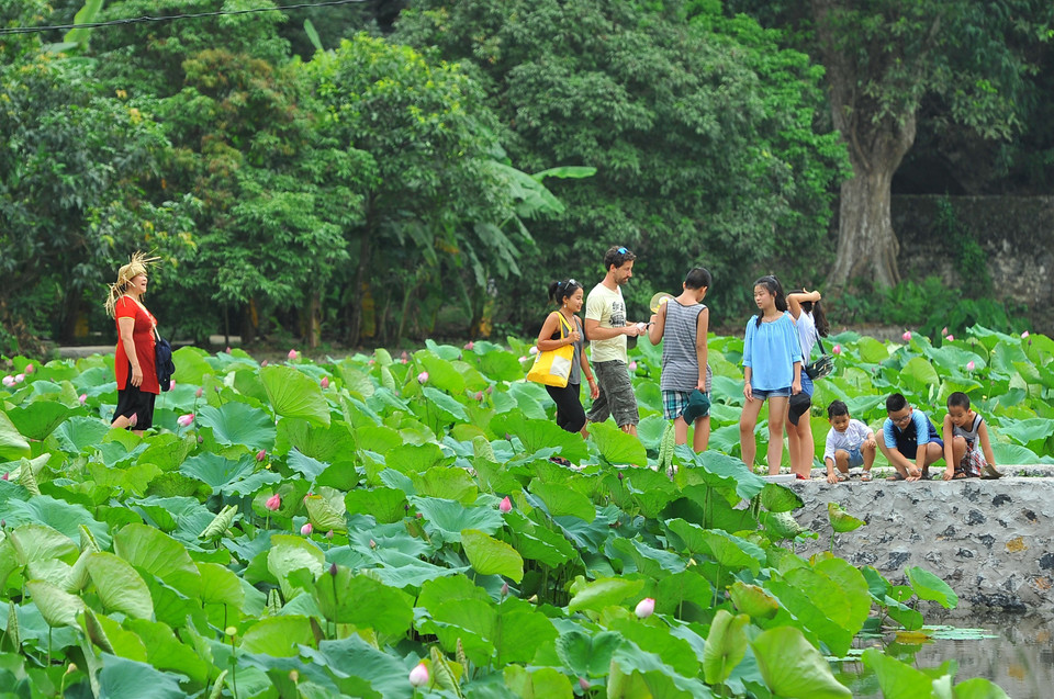 每年夏天的莲花季节让游客对碧洞流连忘返。越通社记者明德 摄