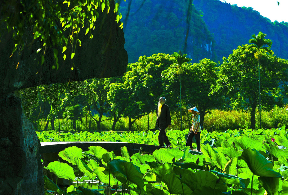 每年夏天的莲花季节让游客对碧洞流连忘返。越通社记者明德 摄