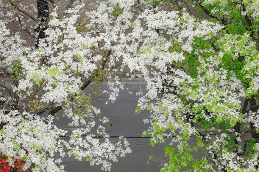 每年二月末是越南黄檀花盛开的季节。河内各大街道的黄檀花争相竞放。黄檀花纯洁的白色使首都河内变得平静、浪漫无比。黄檀花这几天来在河内各街道上绽放，一朵朵白色的花像白云一样纯洁。与洋紫荆和柚子花一样，黄檀花也是三月份的代表花。图自Vietnam+