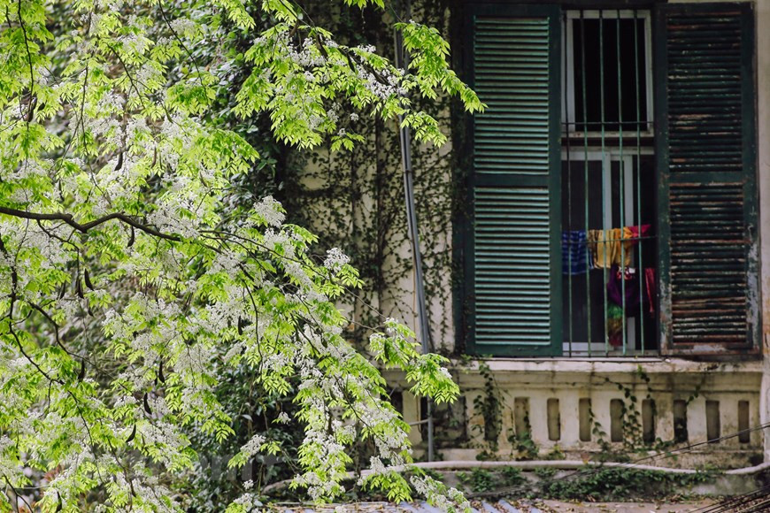 每年二月末是越南黄檀花盛开的季节。河内各大街道的黄檀花争相竞放。黄檀花纯洁的白色使首都河内变得平静、浪漫无比。黄檀花这几天来在河内各街道上绽放，一朵朵白色的花像白云一样纯洁。黄檀花像雪花一样洁白，如果不注意很容易错过欣赏美丽花朵的机会。图自Vietnam+
