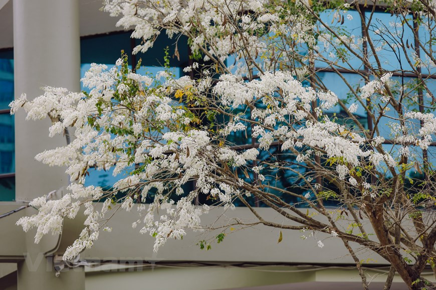 每年二月末是越南黄檀花盛开的季节。河内各大街道的黄檀花争相竞放。黄檀花纯洁的白色使首都河内变得平静、浪漫无比。黄檀花这几天来在河内各街道上绽放，一朵朵白色的花像白云一样纯洁。黄檀花在河内各街道上绽放，一朵朵白色的花像白云一样纯洁。图自Vietnam+