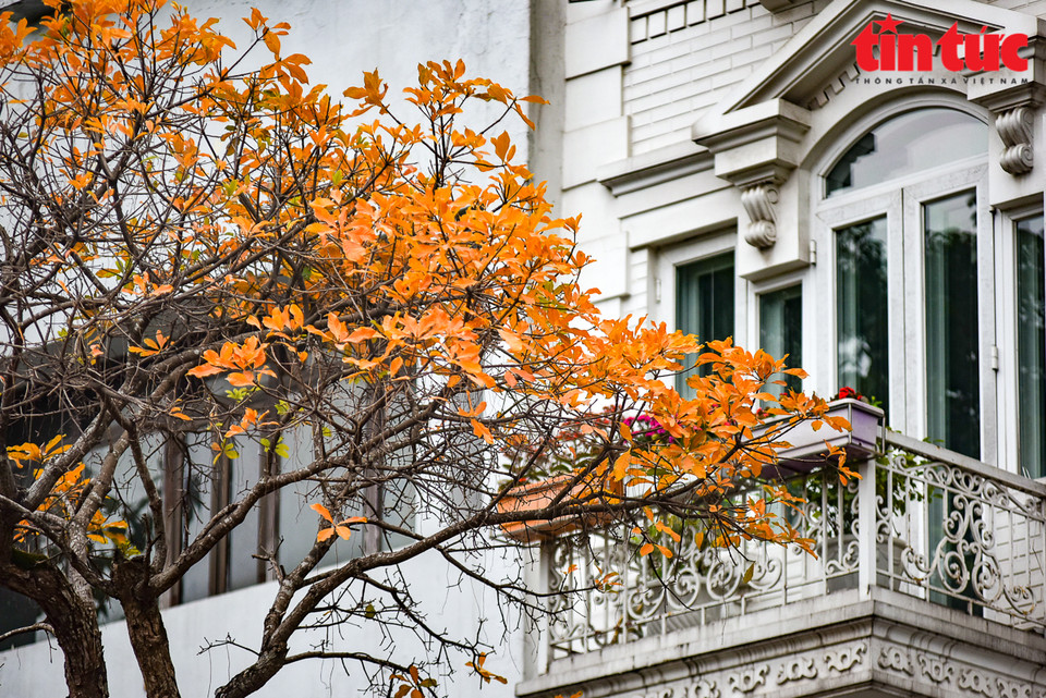 这个时间段的红花玉蕊树叶都会变黄色。图片来源：越通社