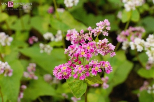 崇辣谷荞麦花被游客评价为最鲜艳之荞麦花（图片来源：vnexpress.net）