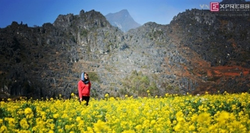 冬天到来，金黄色的油菜花田在雄壮的棕色山腰旁盛开着美丽的花朵（图片来源：vnexpress.net）