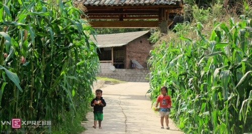 夏天赴崇辣谷旅游，游客将会目睹一片绿色成荫的玉米树笼罩着谷中的丘陵和山腰关口（图片来源：vnexpress.net）