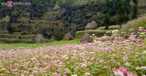 河江省于11月份在官坝、安明、同文及苗旺等4个山区县分第一次举行荞麦花节（图片来源：vnexpress.net）