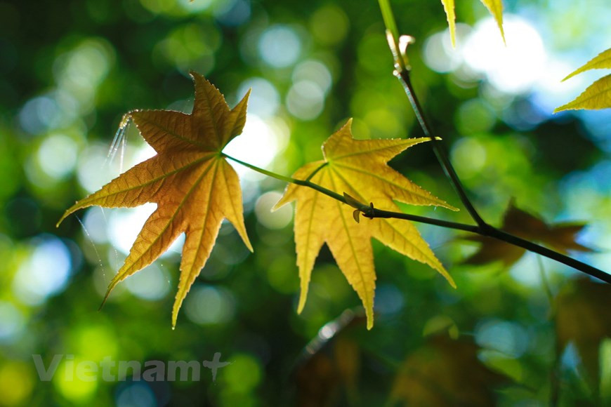 由于拥有大自然赋予的宜人气候和地质，在海拔 1400米 的森林中，枫树生长得非常快，为大叻市营造奇异之美的景色。图自Vietnam+