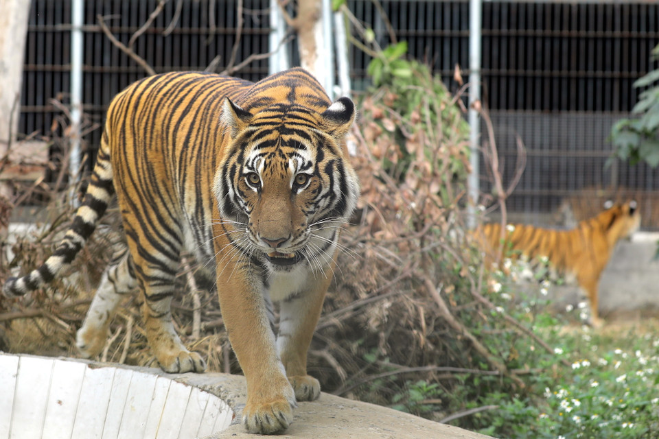 老虎在河内市野生动物救助中心室外空间运动。图自越南画报