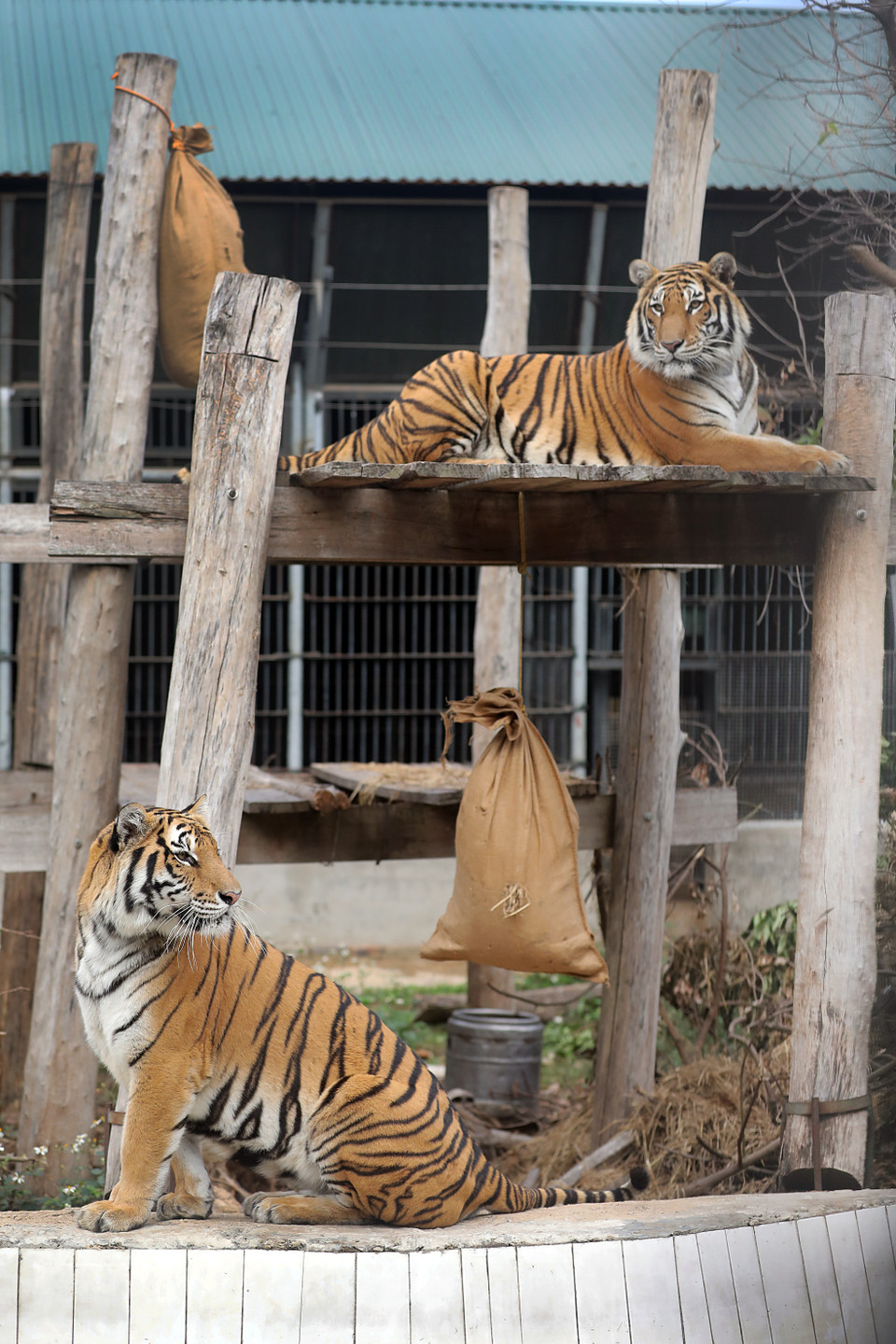 由于得到良好的保护，河内市野生动物救助中心的老虎的身体健康一直处于良好的状况。图自越南画报