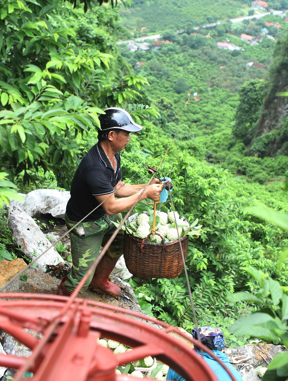 当地百姓用自制缆车将番荔枝从石灰岩山上运送到山下。图自越通社