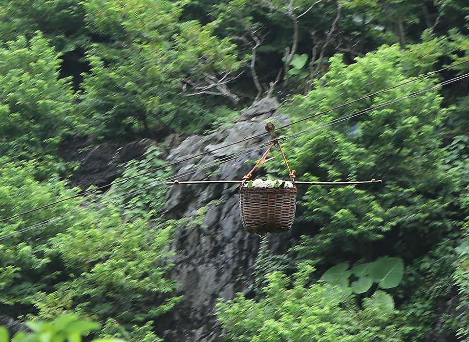 当地百姓用自制缆车将番荔枝从石灰岩山上运送到山下。图自越通社