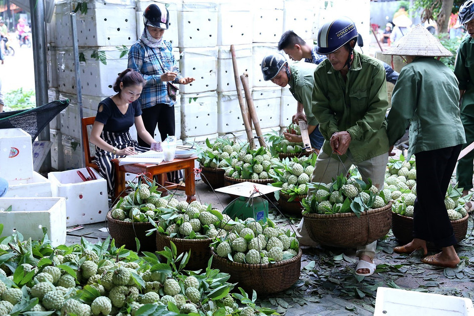 今年种植3000多公顷番荔枝，产量大约3万至3.2万多吨。图自越通社