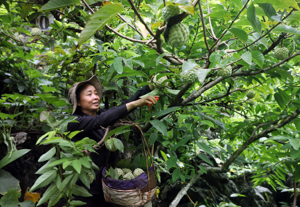 一名女工正在采摘番荔枝。图自越通社