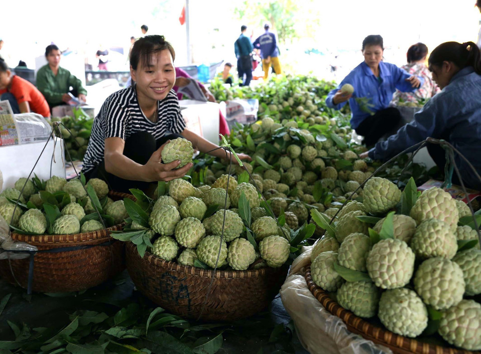 农民们正在挑选优质番荔枝运往外地。图自越通社