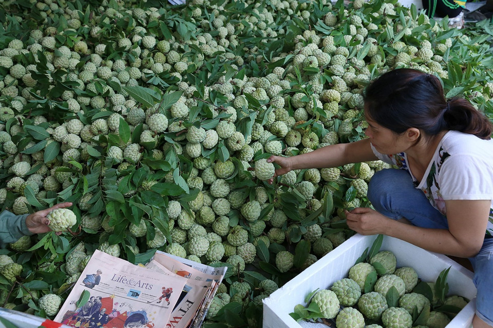 农民们正在挑选优质番荔枝运往外地。图自越通社