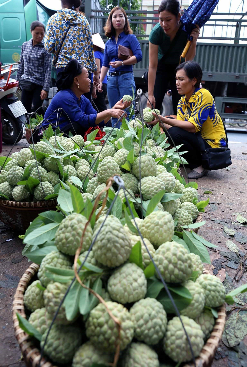今年种植3000多公顷番荔枝，产量大约3万至3.2万多吨。图自越通社