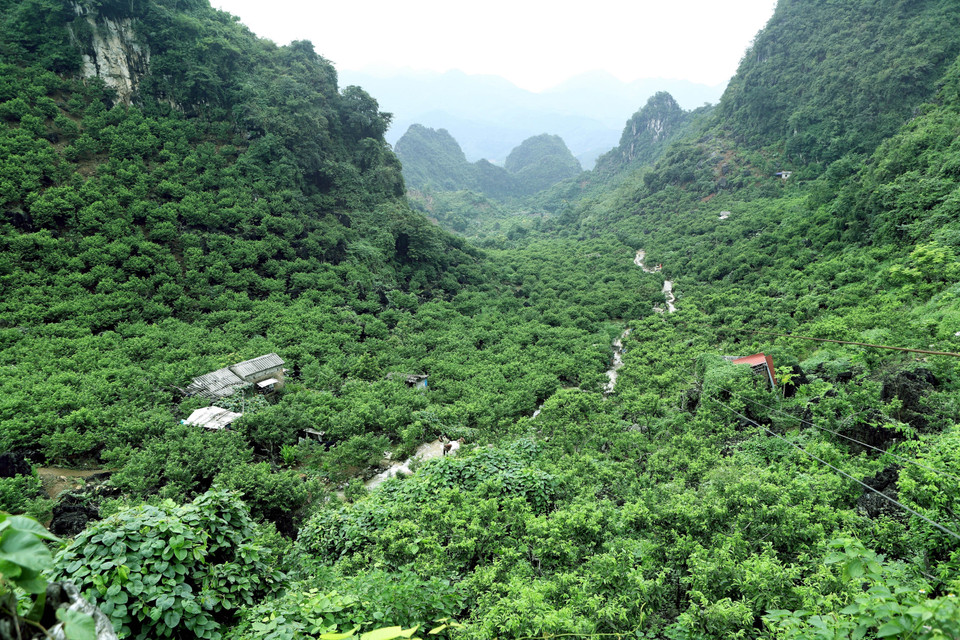 越南谅山省各大番荔枝园迎来丰收季。图自越通社