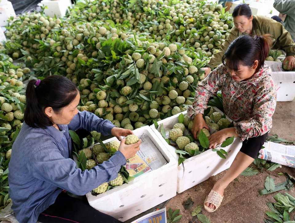 农民们正在挑选优质番荔枝运往外地。图自越通社