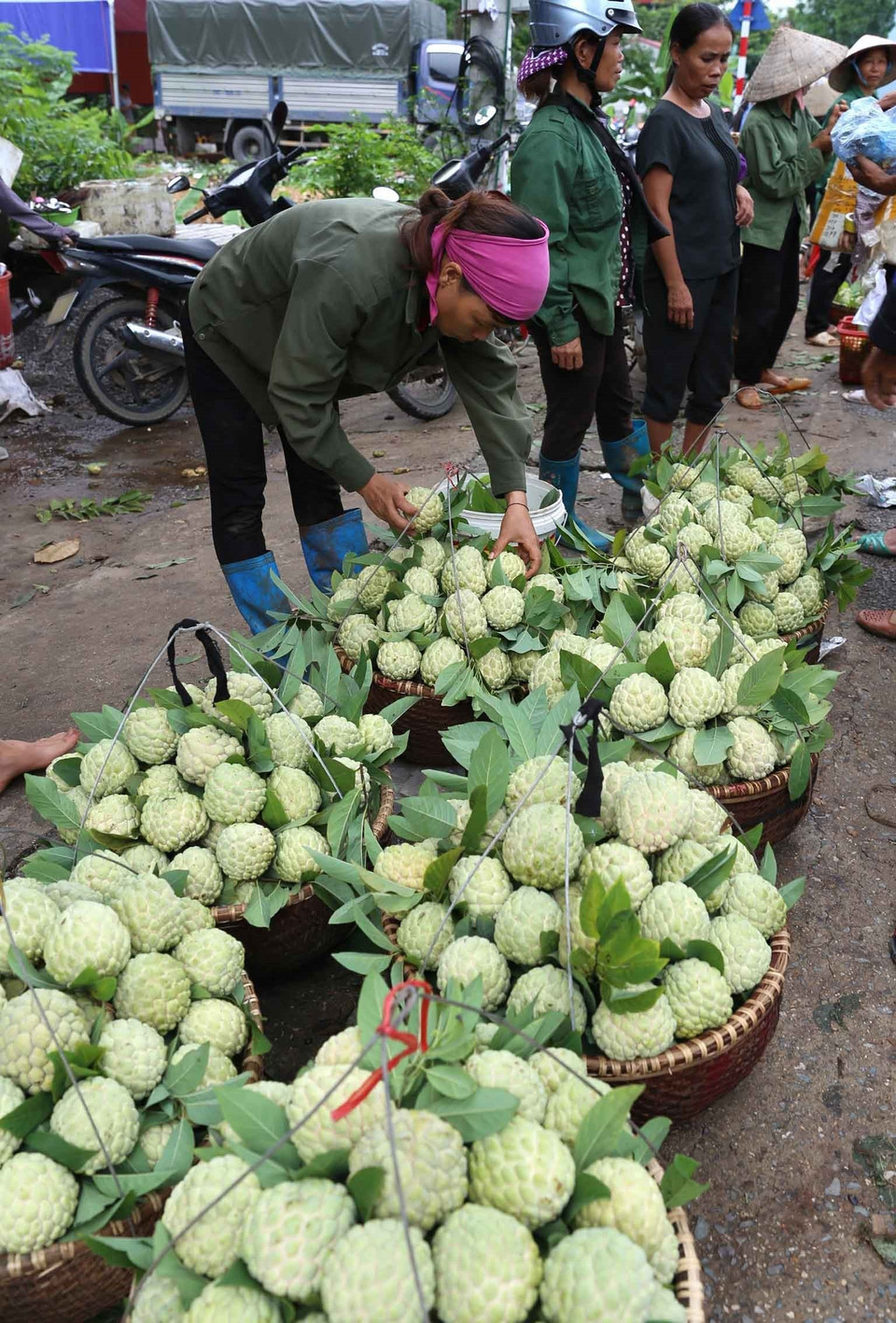 今年，支陵番荔枝产区获得丰收。图自越通社