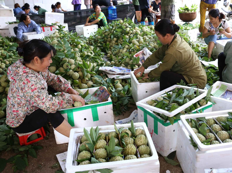农民们正在挑选优质番荔枝运往外地。图自越通社
