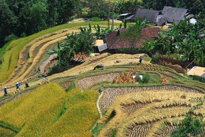 河江省黄树皮梯田自然风光美如图画。图片来源：越通社