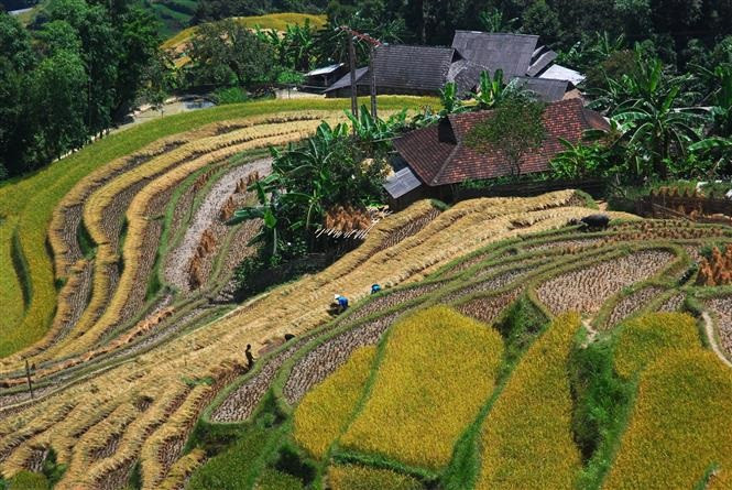 以在线形式举行“走遍黄树皮梯田遗产之旅”文化周活动符合当前疫情形势和现代社会的发展趋势，从而推广河江省的形象、文化特色、遗产和风土人情。图片来源：越通社