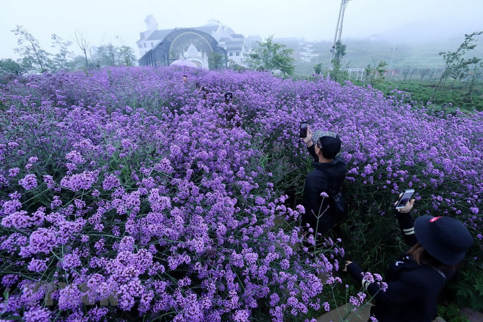 游客都想用自己的镜头记录花田美景。越通社记者 国庆 摄
