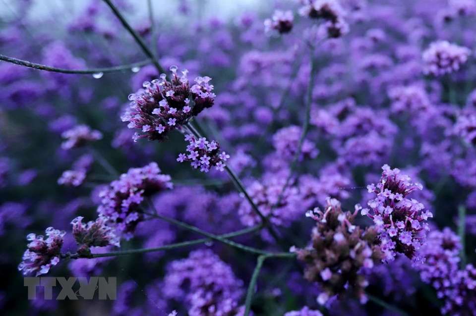 来这里的游客都被眼前的这片紫色所陶醉。越通社记者 国庆 摄