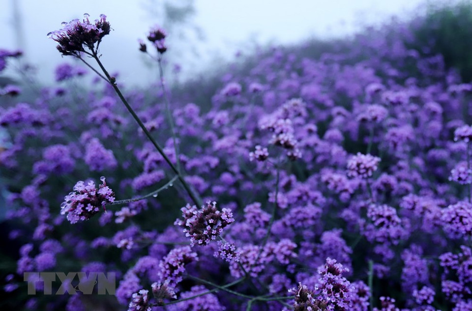紫色浪漫马鞭草花丘大力吸引四面八方游客前来欣赏及拍摄。越通社记者 国庆 摄