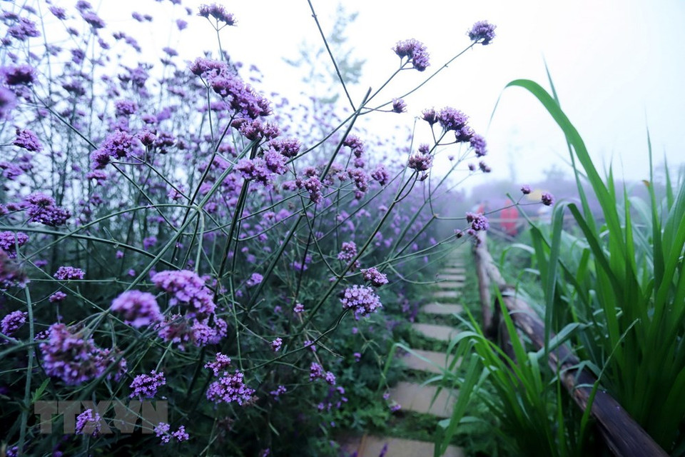 朵朵紫色花儿开在田野里非常漂亮，犹如一片紫色的云霞，美爆了花田。越通社记者 国庆 摄