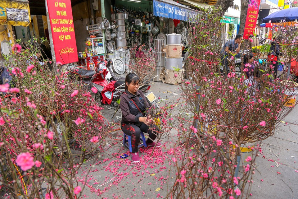 给桃花做修剪。图自越通社